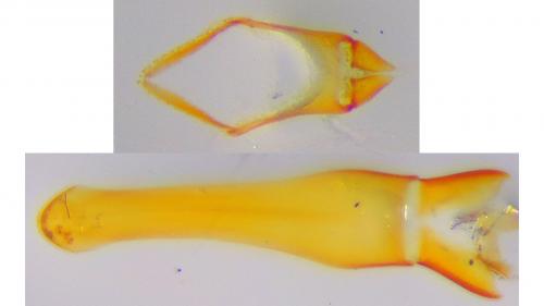 Réf. 220 638 : Cryptophagus pallidus